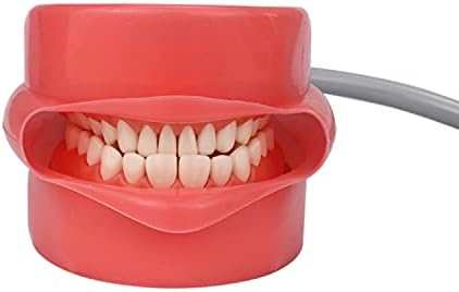 סימולטור אוסטומה Manikin Phantom מודל ראש עם ספסל על דגם שן כיסא שיניים