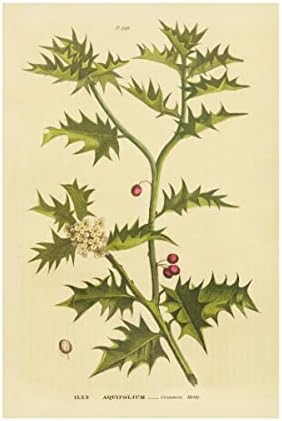 סימן מסחרי אמנות 'צמחי מרפא בוטניים XXVIII' אמנות קנבס מאת תיק תפוחים פראי